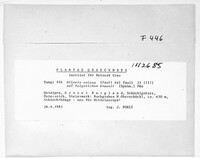Milesina exigua image